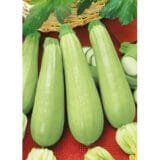 Кабачок Ларрі INX 5273 F1