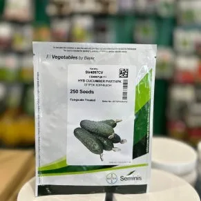 Огірок CB4097ЦВ F1