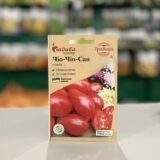 Томат Чіо-чіо-сан