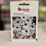 Брахікома біла