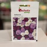 Іберіс Амбрелла